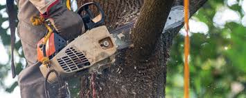 Best Tree Risk Assessment  in Limesa, CA
