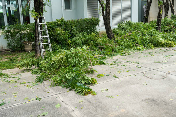 Best Tree Preservation Services  in Limesa, CA