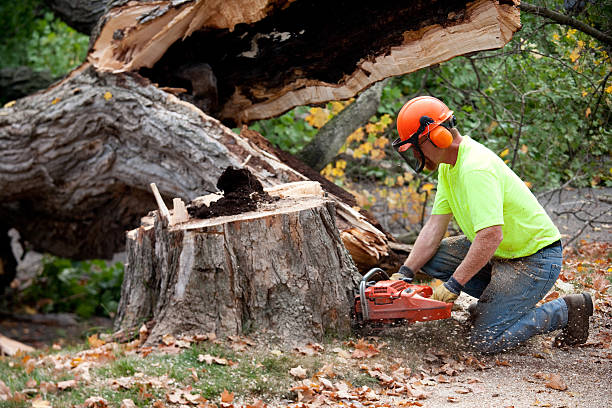 Best Hazardous Tree Removal  in Limesa, CA