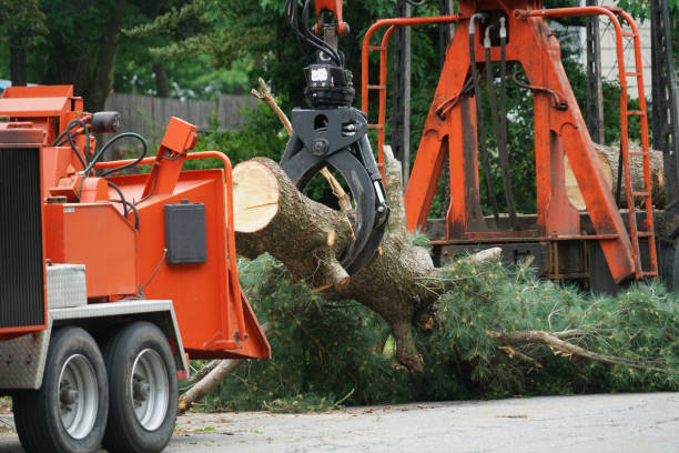 Best Firewood Processing and Delivery  in Limesa, CA