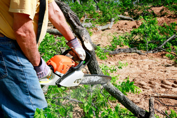 Best Tree Cabling and Bracing  in Limesa, CA
