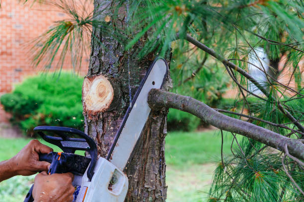 Reliable Calimesa, CA Tree Removal Solutions